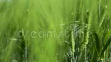 为<strong>绿色产业</strong>的美丽春天麦田和<strong>绿色</strong>小麦特写。 草在风中摇曳